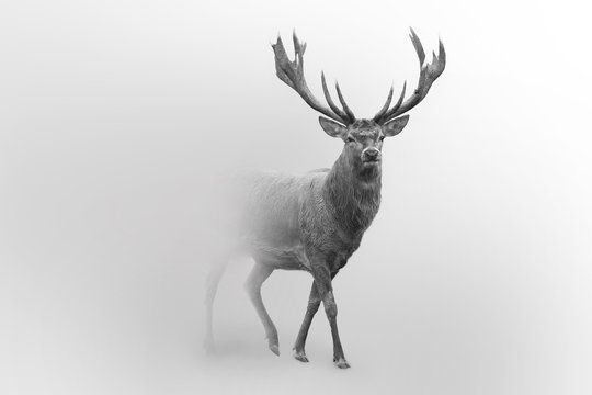 Deer nature wildlife animal walking proud out of the mist © Effect of Darkness