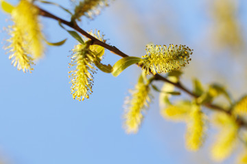 Fototapeta premium flowering tree