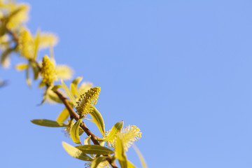 flowering tree