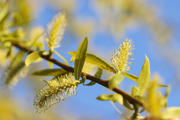 flowering tree