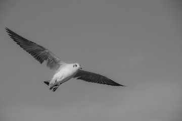 Black and white close up Seagull flying in the air and sky background.Freedom seagull expand wings in the sky.