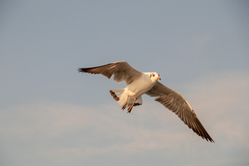 Close up Seagulls flying in the air and sky background.Freedom seagulls expand wings in the sky.