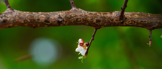 spring and blooming trees 