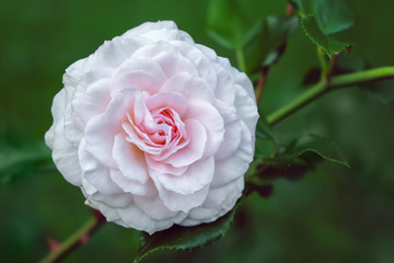 Pale pink rose blooming in the garden. Macro photo with shallow depth of field.