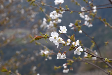 white flowers in spring on branch