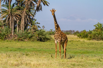 Masai Giraffe, Maasai Griaffe, (giraffa tippelskirchi) front of tall wild animal in green landscape. Amboseli National Park, Kenya, East Africa. Patterned animal full height