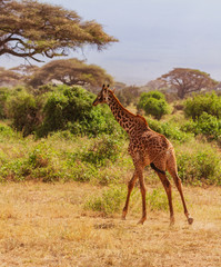 Naklejka na ściany i meble Masai giraffe, Maasai giraffe, (giraffa tippelskirchi) walking away into African bush, seen from rear. Amboseli National Park , Kenya, Africa. Wild animal on Kenyan safari