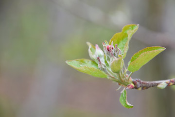 apple tree blooming, macro