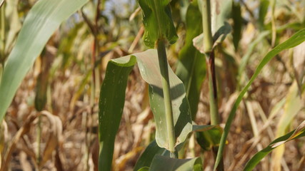 Naklejka premium Sorghum Crop