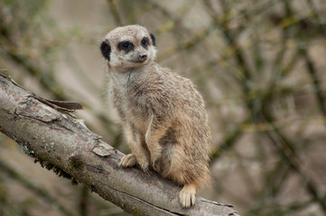 closeup of meerkat standing on branch