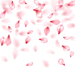 Pink sakura flower flying petals isolated on white vector background.