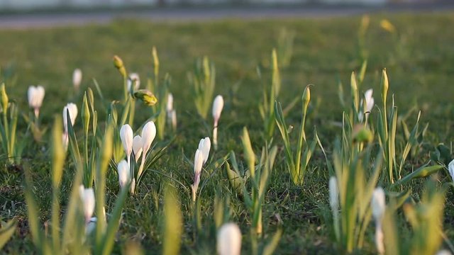 White crocuses on green grass in city park. Tremble on the wind, closeup. Rays of the evening sun. Selective focus. 59.94 fps video