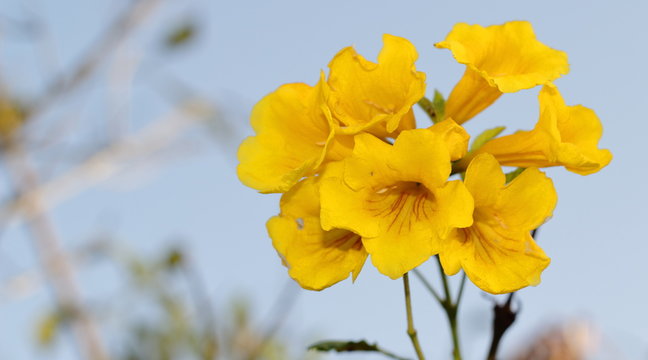 Flor de campana amarilla con profundidad de campo