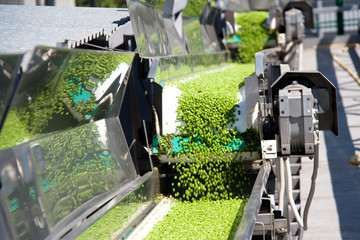 Working process of the production of green peas on cannery. Movement on the conveyor.