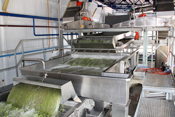 Working process of the production of green peas on cannery. Movement on the conveyor.