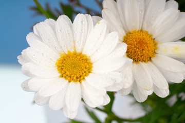 Fototapeta premium daisy flowers blooming in spring