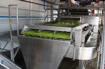 Working process of the production of green peas on cannery. Movement on the conveyor.