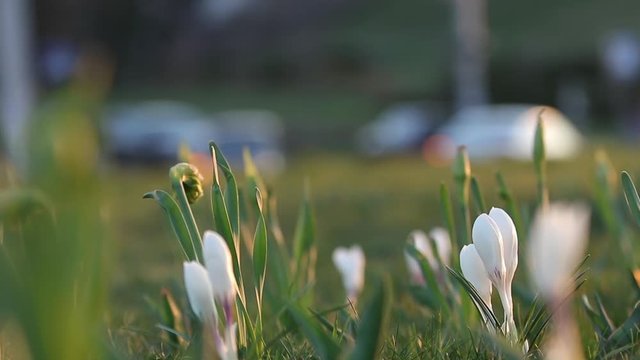 White crocuses on green grass in city park. Tremble on the wind, closeup. Rays of the evening sun.  Selective focus. Slow motion video.