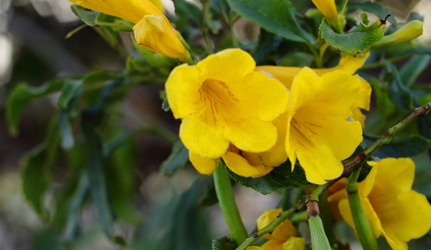 Flor de campana amarilla