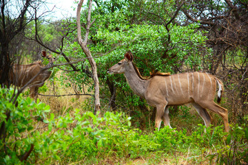 herd of female kudu in the underwood 