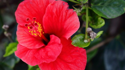 Flor de cayena primer plano