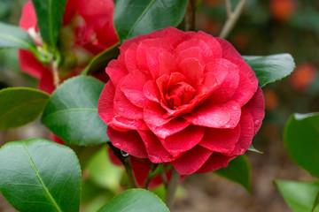 Rote Kamelie C.H. Hovey (Camellia Japonica) im April. Rote Kamelie mir Regentropfen am Morgen. Wunderschöne rote Kamelie blüht in voller Pracht. - 260107480