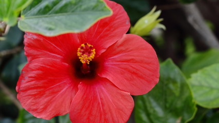 Flor de cayena entre las hojas