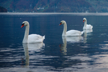 group of swans on lake