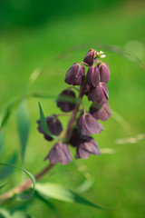 Purple Bell Shaped Flowers (Muscari Grape Hyacinth) with green background and shallow depth of field