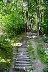 Fototapeta na wymiar old stairs in forest sunny day summer time