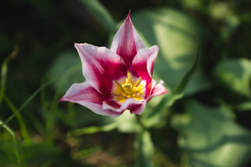 Half Open Magenta Tulip with White Ridge (Tulipa Gavota or Triumph Tulip) with green background