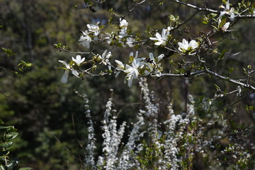 Magnolia kobus blossoms