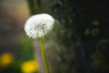 Dandelion with shallow depth of field