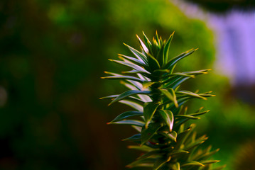 Closeup of the tip of an arm of araucaria