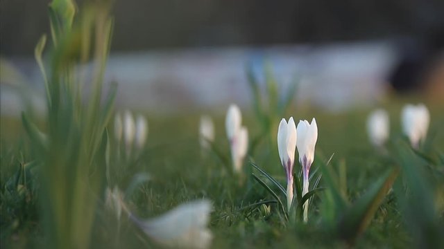White crocuses on green grass in city park. Tremble on the wind, closeup. Rays of the evening sun.  Selective focus. Slow motion video.