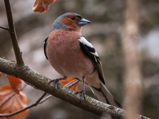 Buchfink Männchen auf Ast 