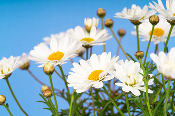 daisy flowers blooming in spring