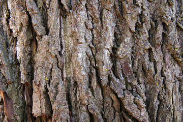 Old tree bark texture closeup