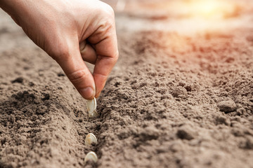 Close up of farmer's hands, planting seeds in spring. The concept of the garden, the beginning of the season, summer cottage.