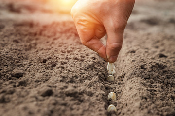 Close up of farmer's hands, planting seeds in spring. The concept of the garden, the beginning of the season, summer cottage.
