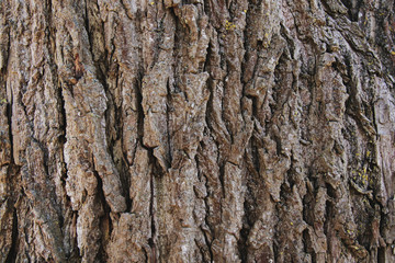 Old tree bark texture closeup
