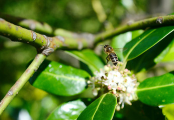 Austrian honey bee harvesting on honeysuckle
