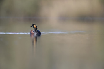 black-necked grebes (Podiceps nigricollis) swimming in a pond in a city in the Netherlands. Swimming alone with warm background colours.