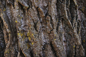 Old tree bark texture closeup