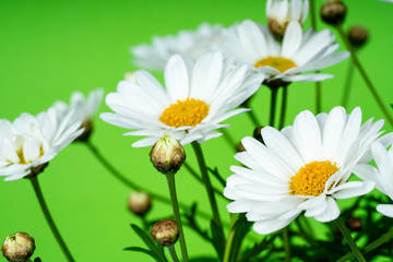 daisy flowers blooming in spring