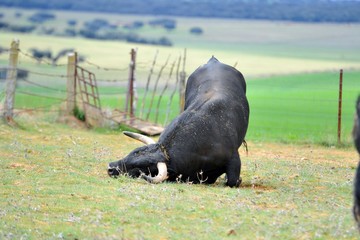 Toro en el campo