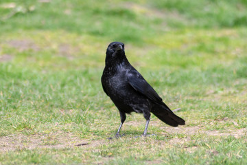 crow on grass