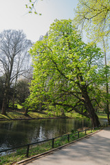 Fototapeta na wymiar Trees and Plantations by the river at Josaphat Park of Brussels Belgium