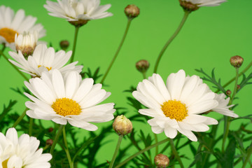 daisy flowers blooming in spring