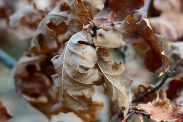  brown autumn  oak leaves on twig macro